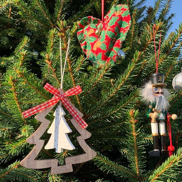 Christmas Trees at Lotmead Farm